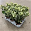 HEBE 12 CM VARIEGATA 1X6