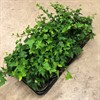 HEDERA 9 CM GRÖN 1X18