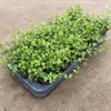 FICUS 9 CM PUMILA WHITE SUNNY 1X18