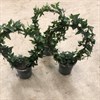 HEDERA 12 CM BÅGE 1X10