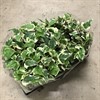 HEDERA 11 CM MARENGO BROKIG 1X15