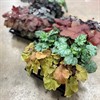 HEUCHERA 13 CM FRILLESÅS