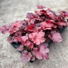 HEUCHERA 12 CM FOREVER RED