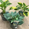 HOSTA 19 CM