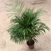 DYPSIS 24 CM LUTESCENS 130 CM HÖG