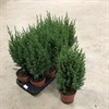 JUNIPERUS 13 CM STRICTA 1X8