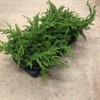 JUNIPERUS 9 CM BLUE ALPS 1X18