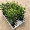 LAURUS 11 CM 1X12 VECKANS