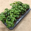 PLECHTRANTHUS 12 CM KARLB, RUNES 1X8