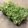 PLECHTRANTHUS 10,5 CM 1X12