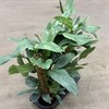 PHILODENDRON 17 CM SILVERQUEEN
