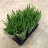 NEPHROLEPIS 12 CM GREEN FANTASY 1X8
