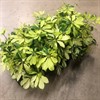 SCHEFFLERA 13 CM MELANIE 1X8