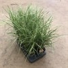 PENNISETUM 16 CM SKY ROCKET MÄLARÖ 1X6