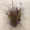 PENNISETUM 14 CM FIREWORKS FRILLESÅS 1X8