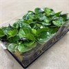 PEPEROMIA 11 CM GREEN 1X8