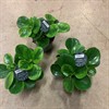 PEPEROMIA 12 CM GREEN/GOLD 1X8