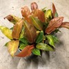 PHILODENDRON 12 CM PRINCE ORANGE 1X8