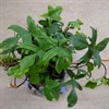 PHILODENDRON 13 CM SQUAMIFERUM 1X8