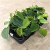 PHILODENDRON 12 CM SCANDENS 1X8