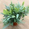 PHLEBODIUM 19 CM BLUE STAR 1X4