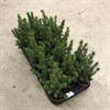 PICEA  9 CM GLAUCA CONICA 1X18