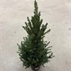 PICEA 19 CM GLAUCA CONICA 1X1