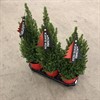 PICEA 19 CM GLAUCA CONICA 1X1