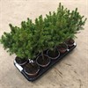 PICEA 11 CM GLAUCA CONICA 1X10