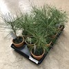 PINUS  9 CM SYLVESTRIS LERKRUKA 1X12