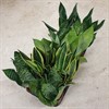 SANSEVIERIA 12 CM MIX 1X10