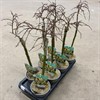 SALIX 12 CM ARBUSCULA 1X7