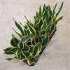 SANSEVIERIA 12 CM  FUTURA SUPERBA 1X10