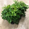 SCHEFFLERA 13 CM NORA 1X8