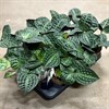 GEOGENANTHUS 11 CM POEPPIGII 1X9