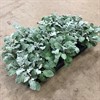 SILVEREK 12 CM MARIESTAD 1X10