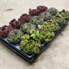 SEMPERVIVUM  9 CM MIX 1X15