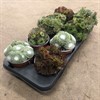 SEMPERVIVUM 12 CM  1X8