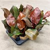 PHILODENDRON 11 CM CHERRY RED 1X9