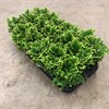 SELAGINELLA 9 CM MARTENSII 1X18