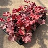 HEUCHERA 12 CM RUBY TUESDAY