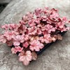 HEUCHERA 12 CM PAPRIKA