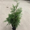 THUJA 21 CM BRABANT 105 CM