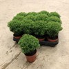 THUJA 9 CM TEDDY 1X12