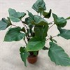 HOMALONEMA 24 CM MAGGY 1X1