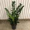 ZAMIOCULCAS 27 CM ZAMIIFOLIA 1X1