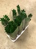 ZAMIOCULCAS 14 CM ZAMIIFOLIA 1X7