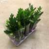 ZAMIOCULCAS 12 CM ZAMIIFOLIA 1X10