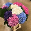 HORTENSIA SNITT MIX CLASSIC