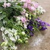 LATHYRUS 80 CM